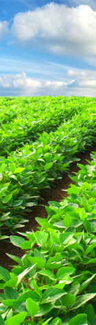 Rows of healthy crops